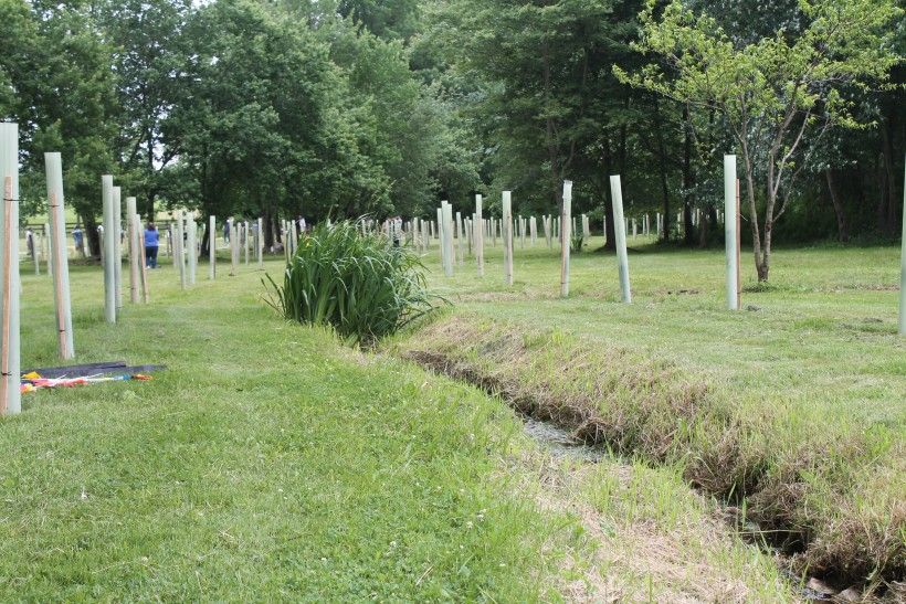 Riparian Buffer Planting