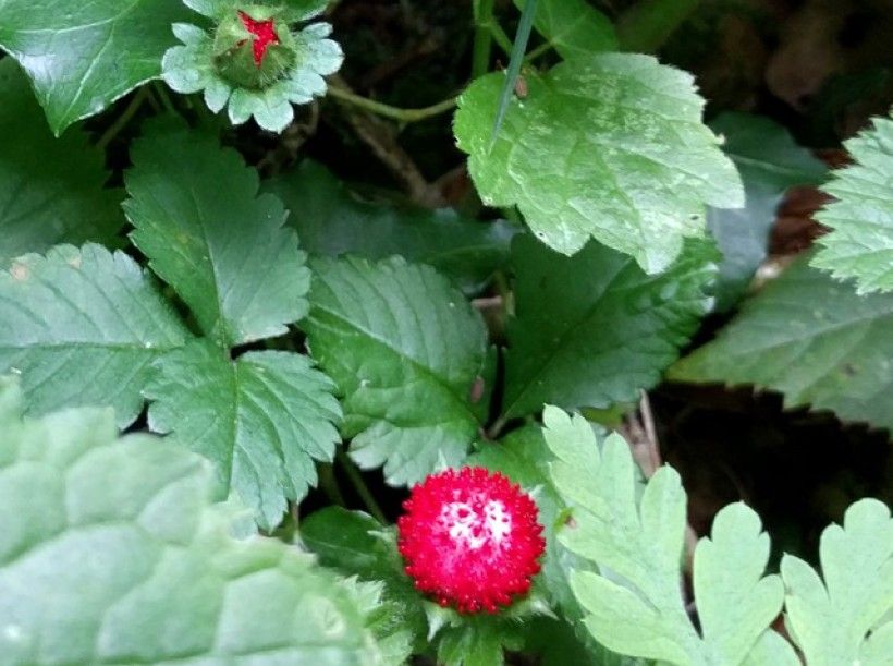 Mock strawberry leaves and fruit. Photo by Andrewbogott, via Wikimedia Commons.