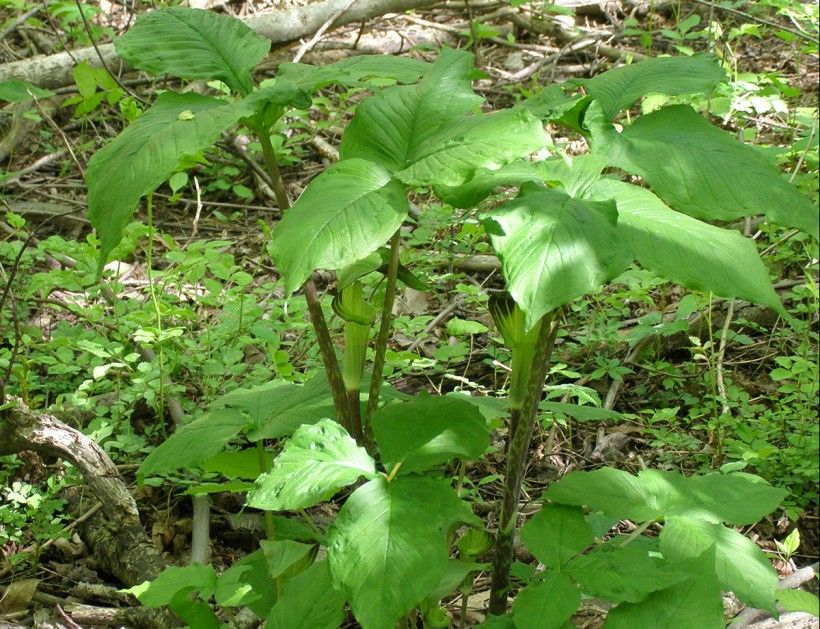 Jack-in-the-pulpit. Photo by Chris Light, via Wikimedia Commons. Jack-in-the-pulpit. Photo by Chris Light, via Wikimedia Commons.