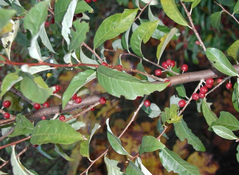 Autumn Olive (Elaeagnus umbellata). Photo by Leslie J. Mehrhoff, University of Connecticut, Bugwood.org