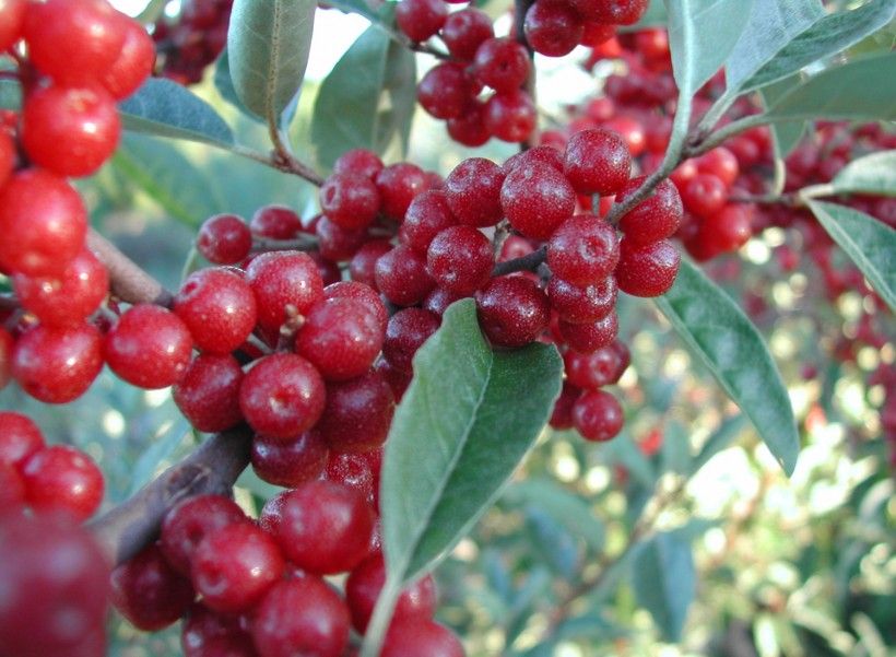 Autumn Olive (Elaeagnus umbellata). Photo by PA DCNR - Forestry, Bugwood.org