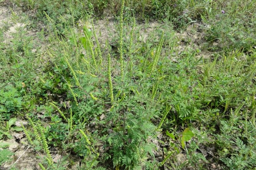 Common ragweed (Ambrosia artemisfolia), has inconspicuous grennish flowers. Image by R. A. Nonenmacher, via Wikimedia Commons.