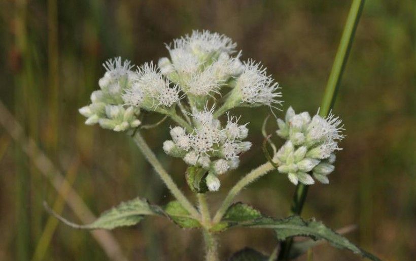 American boneset flower, which many moths depend on for nectar. Photo: Rob Routledge, Sault College, Bugwood.org