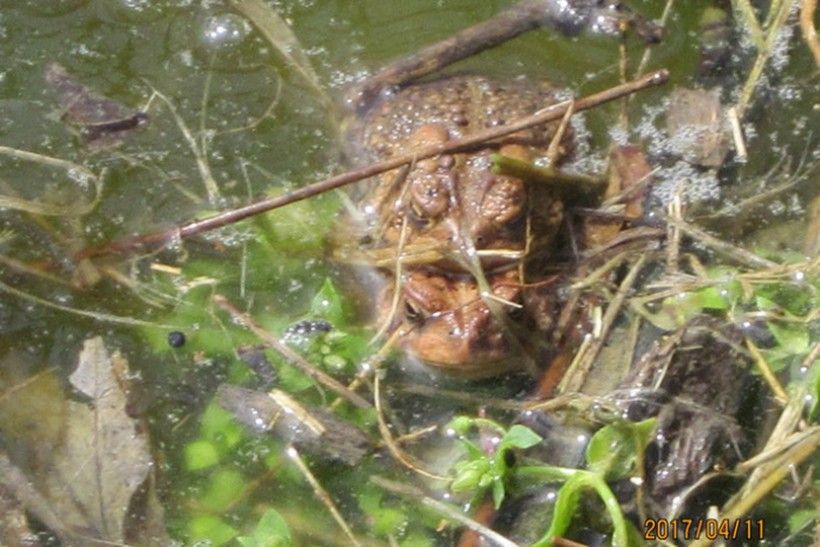 American toads in amplexus