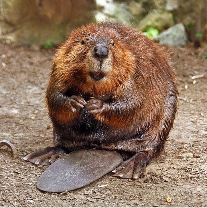 North American Beaver, Castor canadensis. Photo by Steve Hersey.