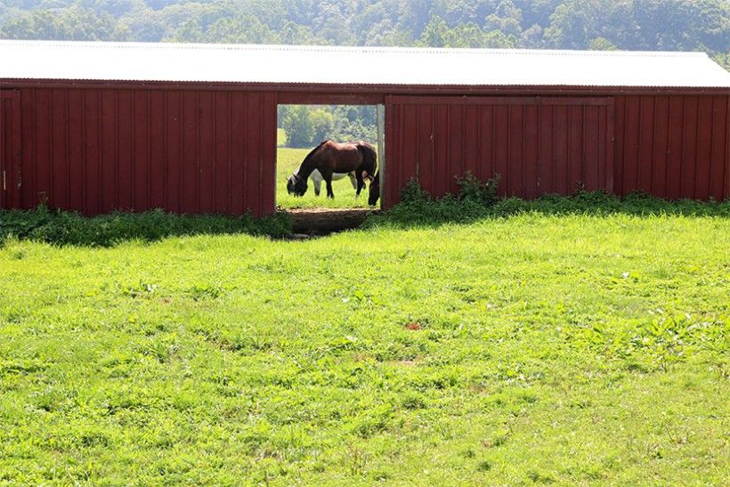 horse farm