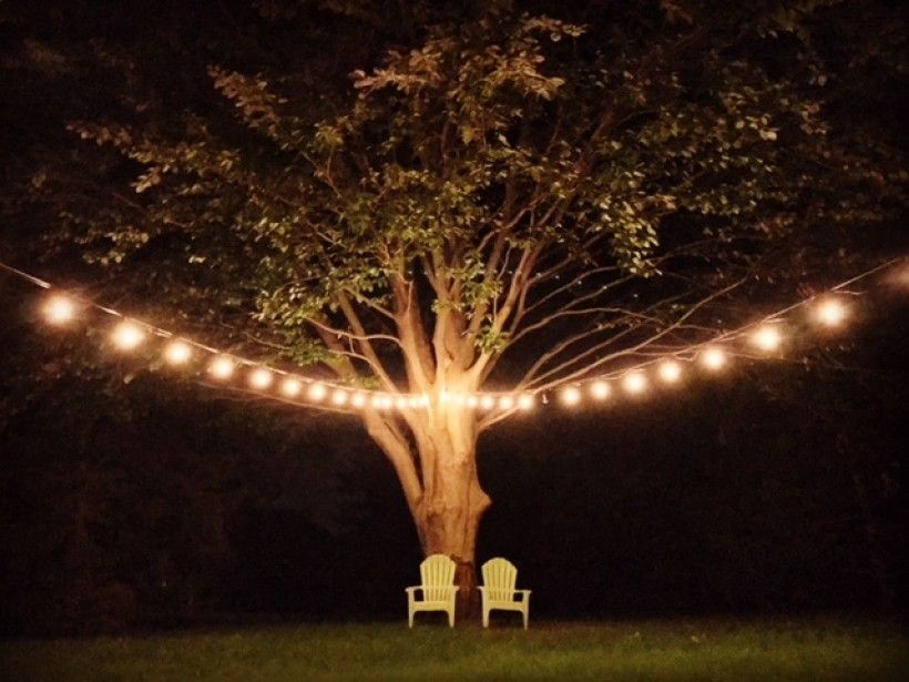 Copper Beech tree in Shultzabarger's backyard.