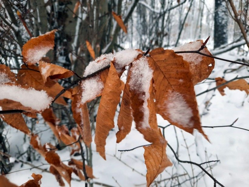 Beech tree leaves in the snow. Photo by Melissa Reckner.