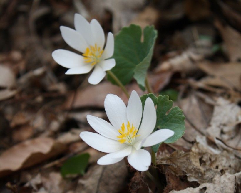 Bloodroot is white flower with yellow center and lobed leaves.