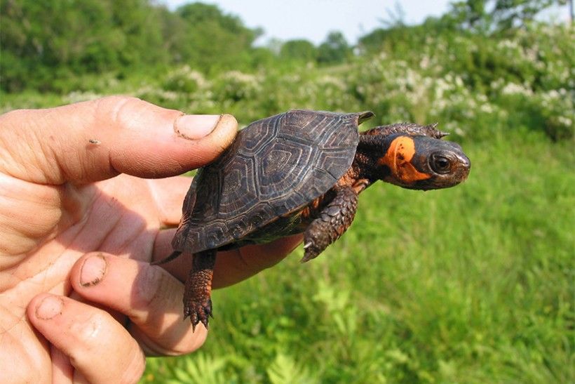 bog turtle