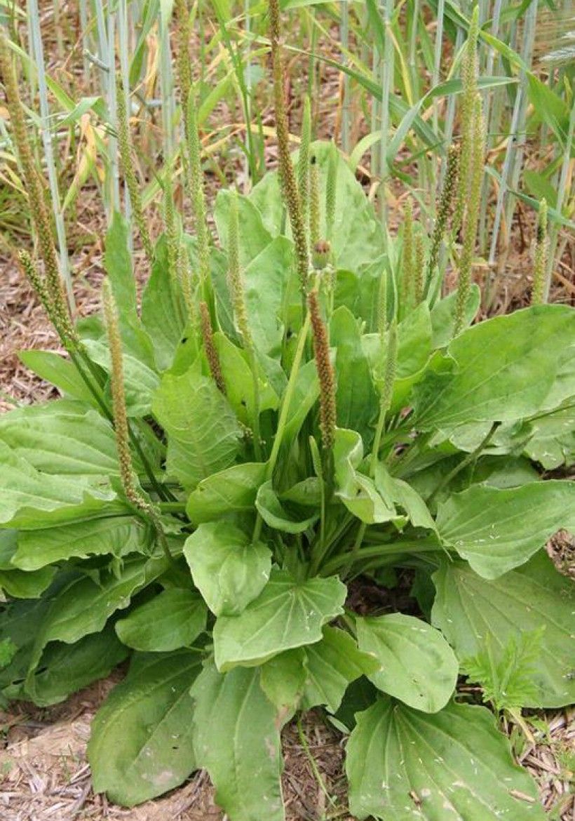 Broadleaf plantain. Photo by Robert Vidéki, Doronicum Kft., Bugwood.org