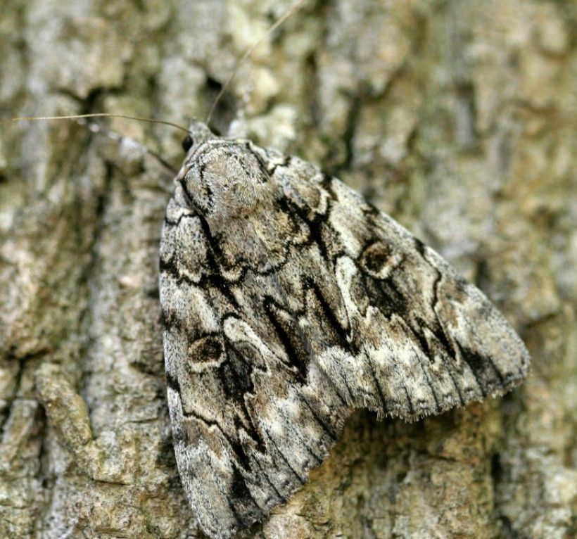Catocala moth. Photo: David Cappaert, Bugwood.org