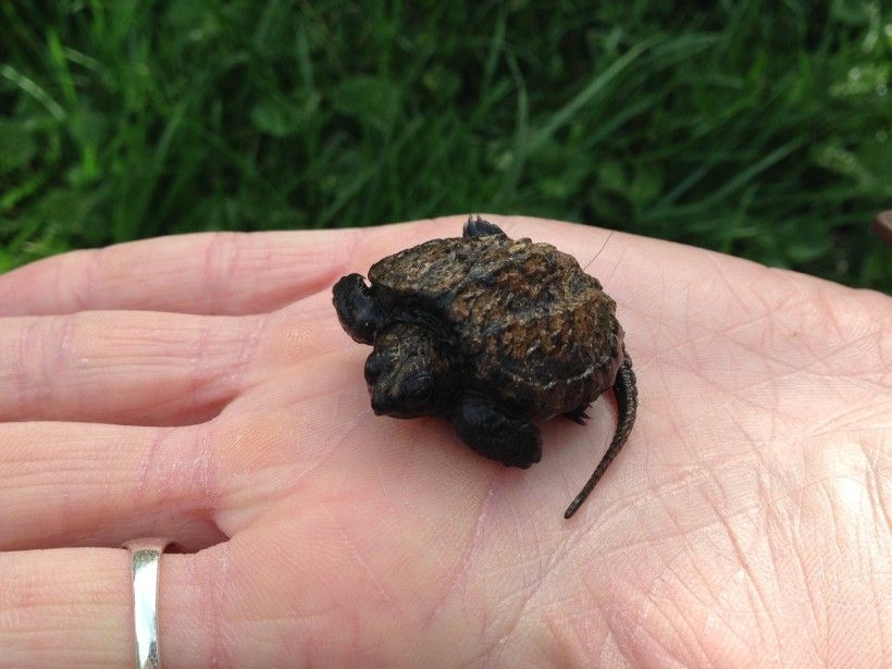 Baby Snapping Turtle by the Brandywine Conservancy