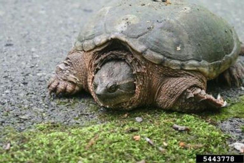 Common Snapping Turtle; Image from Bugwood.org by Chris Evans, University of Illinois
