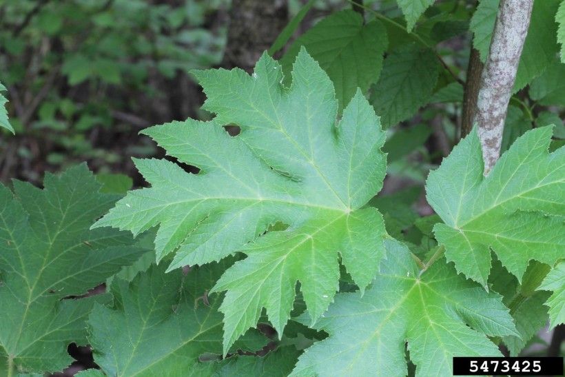 Common cowparsnip (Heracleum maximum) foliage.