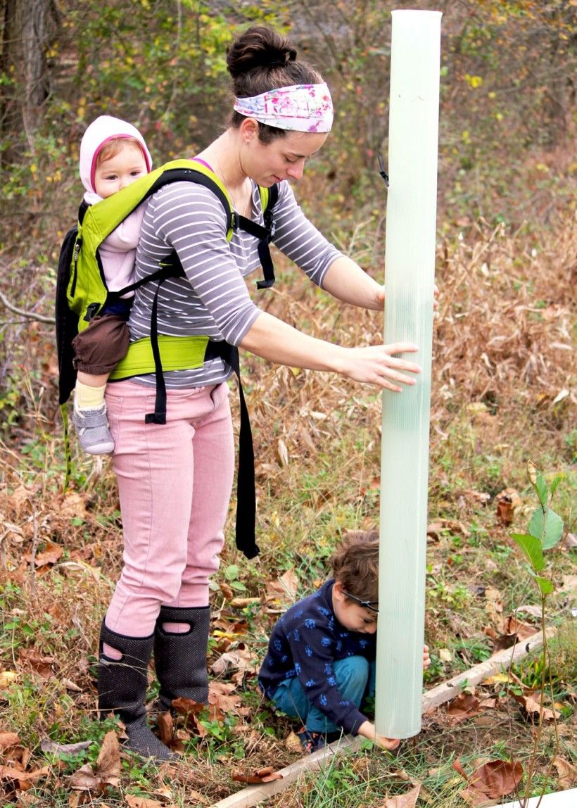 tree planting