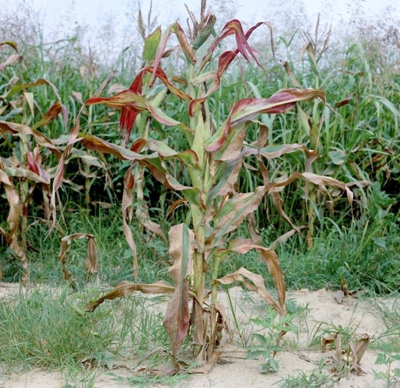 Corn stunt disease. Photo via Clemson University - USDA Cooperative Extension Slide Series, Bugwood.org