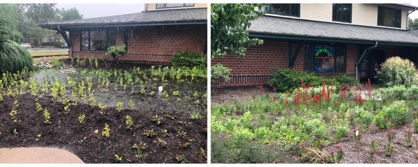 A Rain Garden in West Grove Borough, designed to infiltrate storm water into the ground. Left image is during a spring rain; right image is three months later. Photo by Shane Morgan, Watershed Coordinator, White Clay Wild & Scenic River Program. Rain garden, side by side, three months apart.