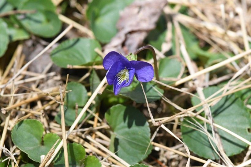 Common Blue Violet has a “modest” flower above heart-shaped leaves.