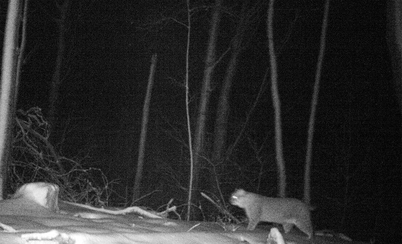 Bobcat, at night, at Penguin Court