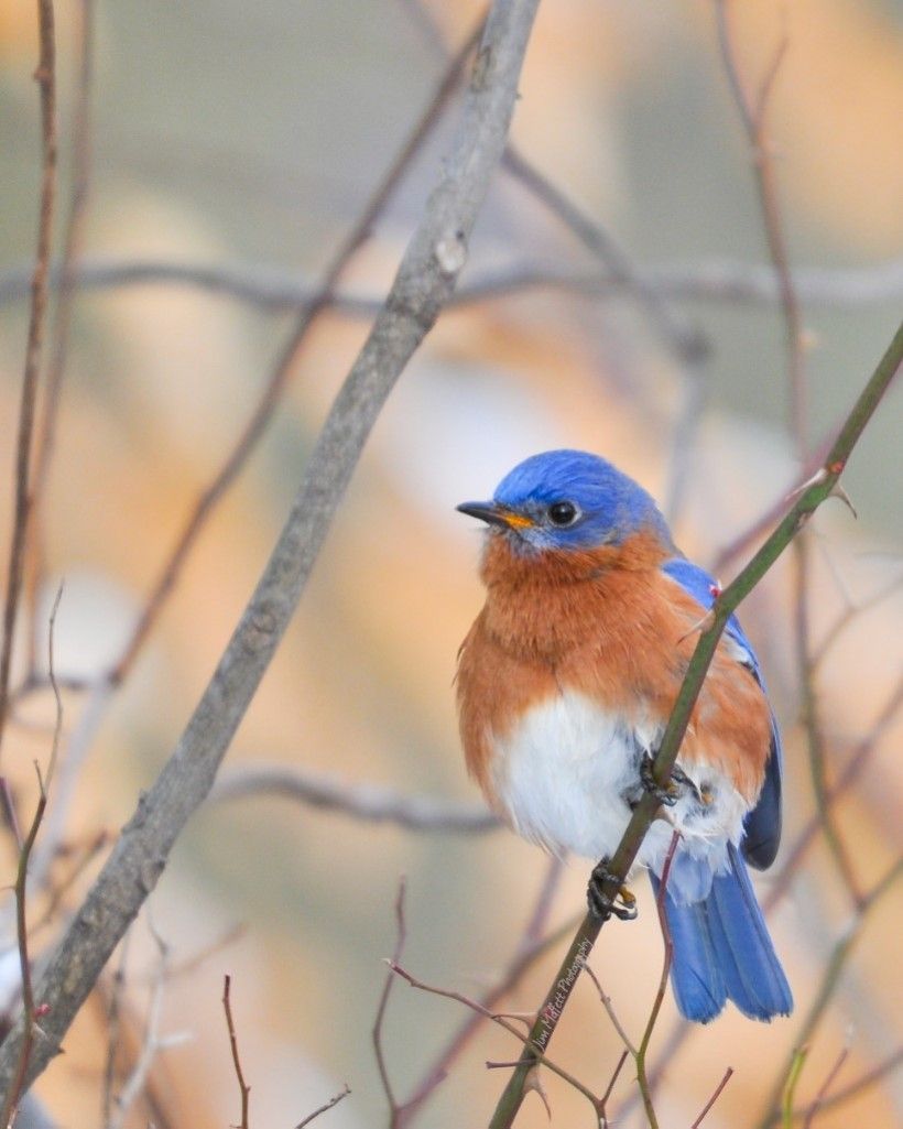 Eastern Bluebird. Jim Moffett Photography
