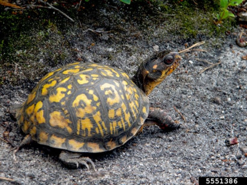 Eastern Box Turtle; Bugwood.org by Whitney Cranshaw, Colorado State University