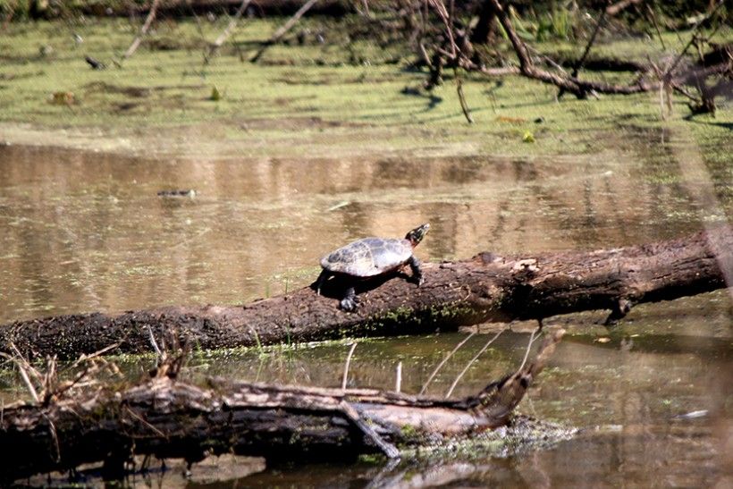 Eastern_Painted_Turtle