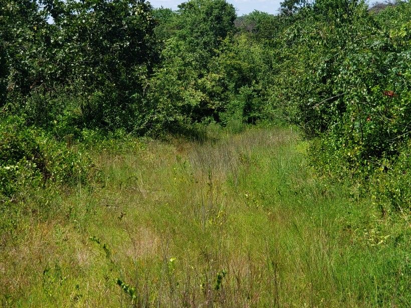 Equipment track through greenbrier with endemic wildflowers and grasses. Photo by Kelly Ford.