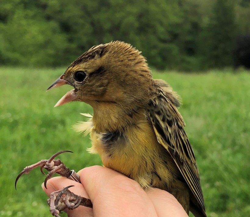 Female bobolink. Photo by Alison Fetterman