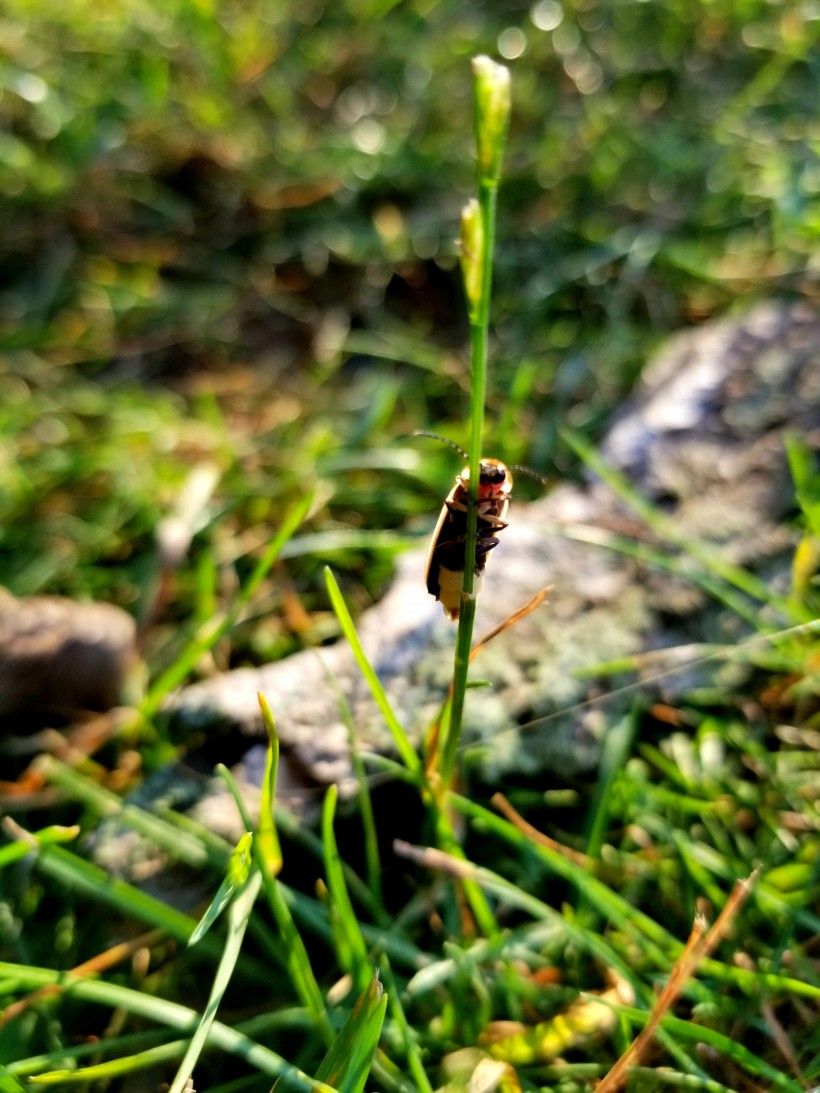 Closeup of firefly on a blade of grass during the daylight. Photo by Melissa Reckner.