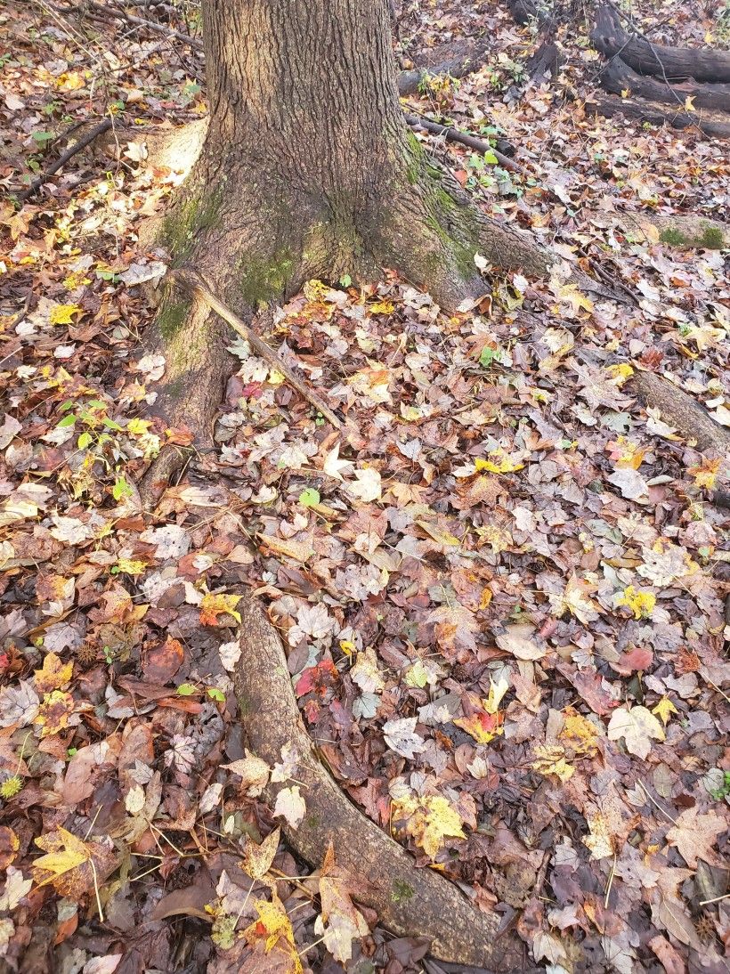 Example of flared roots on a tree.