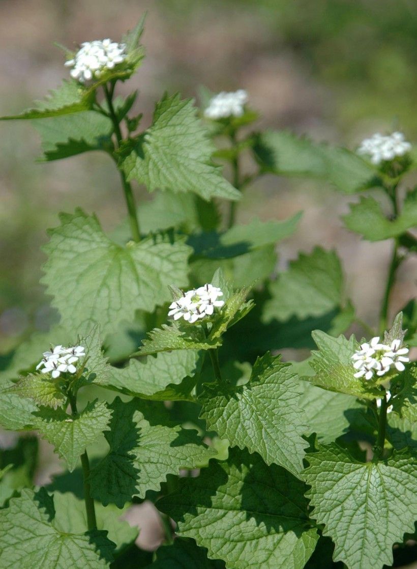 Garlic Mustard (Alliaria petiolata). Photo by Chris Evans, University of Illinois, Bugwood.org