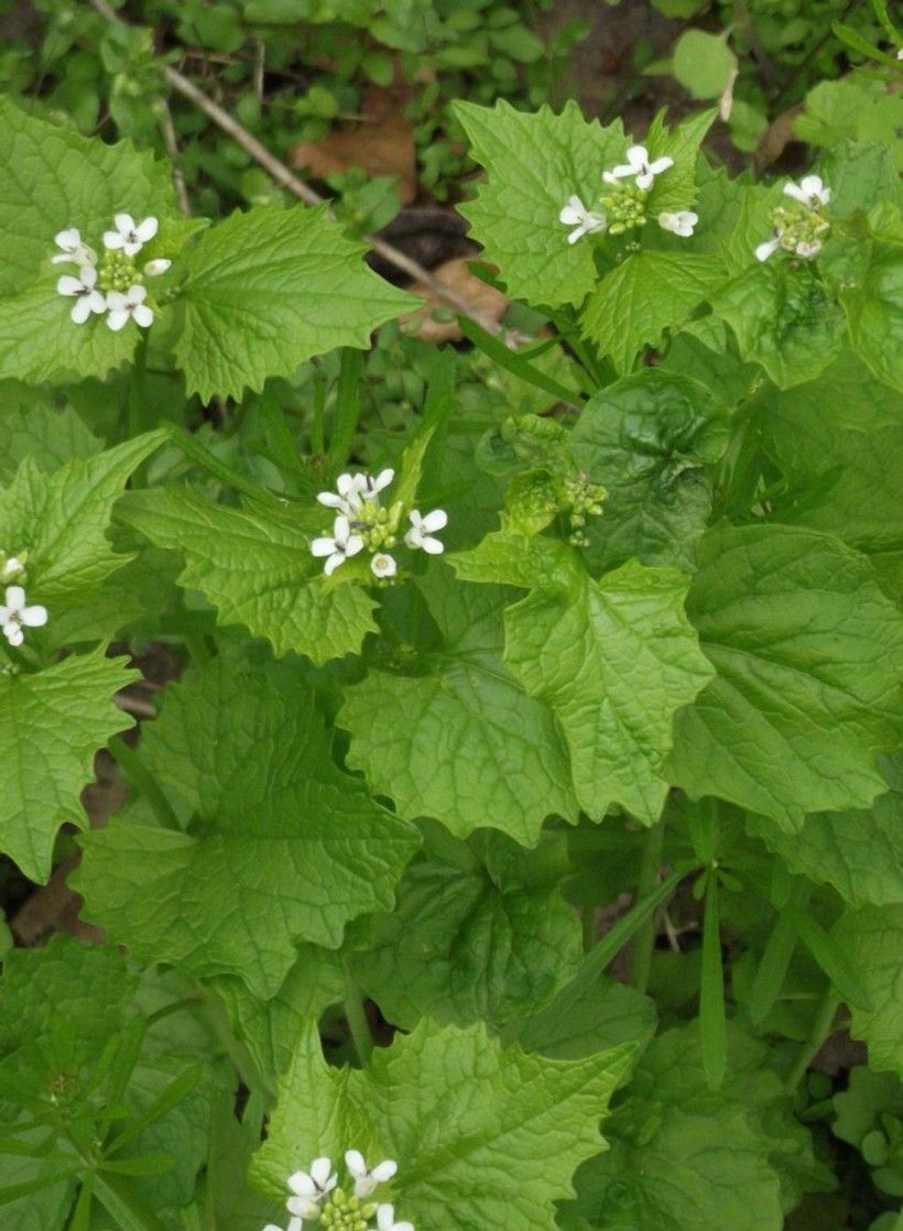 Garlic Mustard (Alliaria petiolata). Photo by Richard Gardner, Bugwood.org