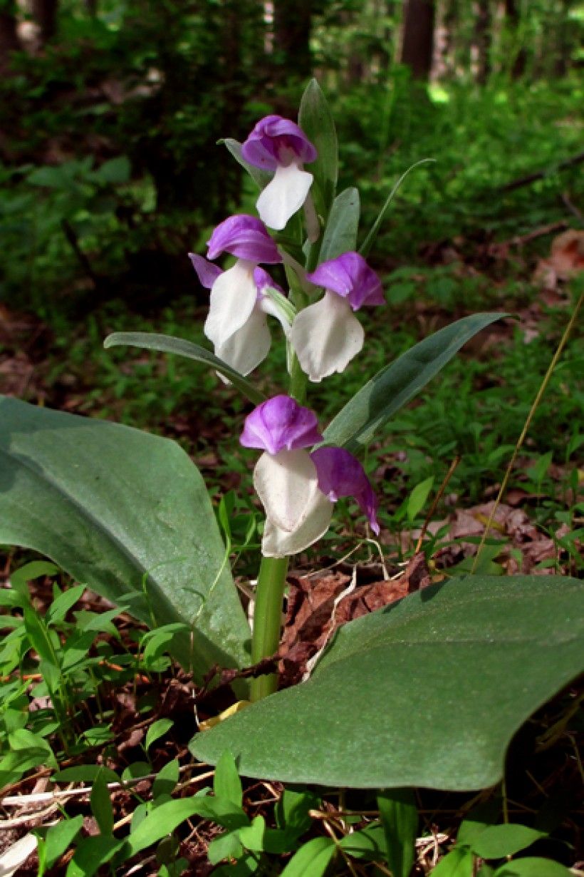 Showy Orchid (Galearis spectabilis). Image by Antepenultimate / CC BY-SA.