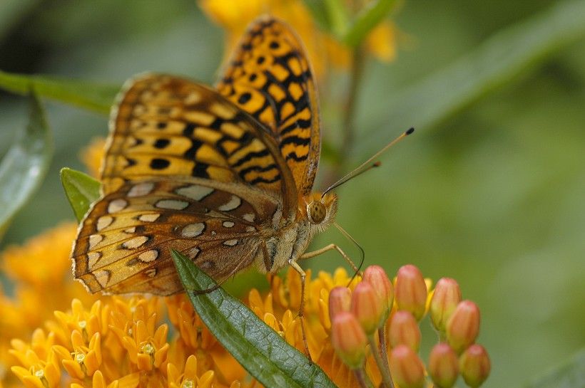 Great Spangled Fritillary butterfly sipping nectar from Butterfly Weed (Asclepias tuberosa). Photo by Mark R. Gormel