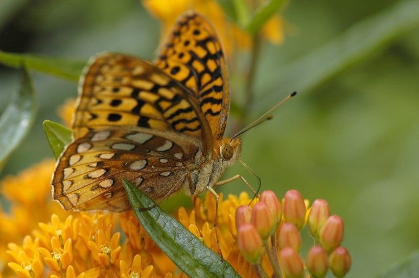 Great Spangled Fritillary butterfly sipping nectar from Butterfly Weed (Asclepias tuberosa), a native plant.
