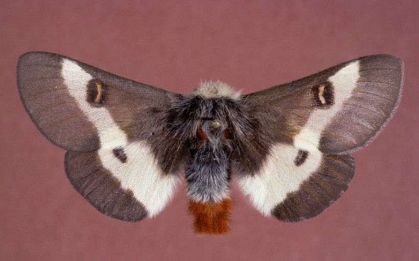 Hemileuca maia, or the Buck Moth, is a pollinating moth native to the Brandywine region. Photo: Gerald J. Lenhard, Louisiana State University, Bugwood.org