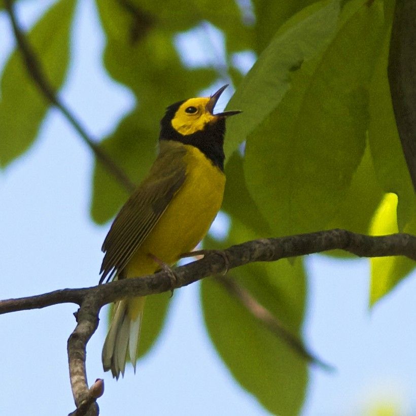 Hooded Warbler Hooded Warbler