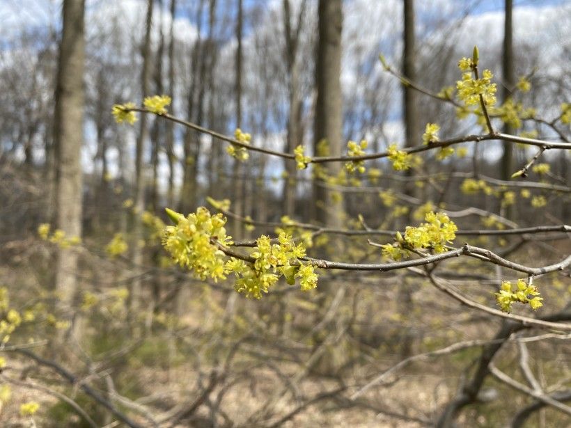 Spicebush shrubs flowering under leafless trees in early spring.