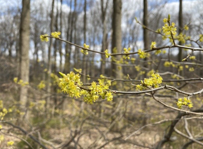 A native spring ephemeral, Spicebush (Lindera benzoin)—a shrub, not a wildflower—is common in wooded areas and thickets. 