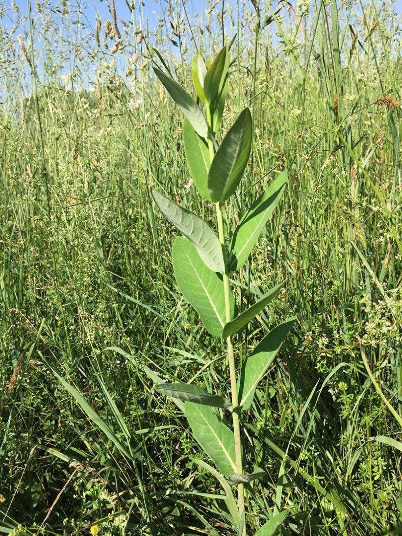 milkweed plant