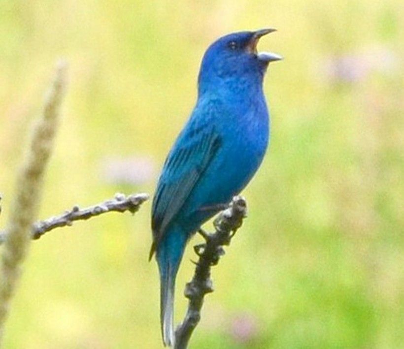 Blue bird calling