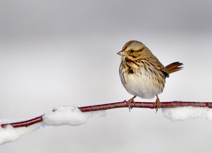 Not all birds fly south for the winter. Those that stick around, like this song sparrow, need a warm place to rest. Jim Moffett Photography Song Sparrow. Jim Moffett Photography