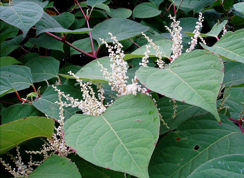 Japanese Knotweed (Fallopia japonica). Photo by Jan Samanek, Phytosanitary Administration, Bugwood.org