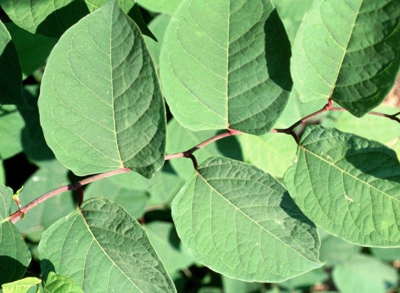 Japanese Knotweed (Fallopia japonica). Photo by John Cardina, The Ohio State University, Bugwood.org