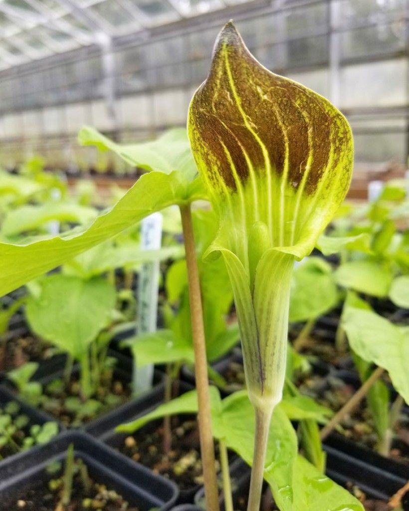 Jack in the Pulpit plant