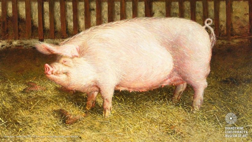 Portrait of Pig