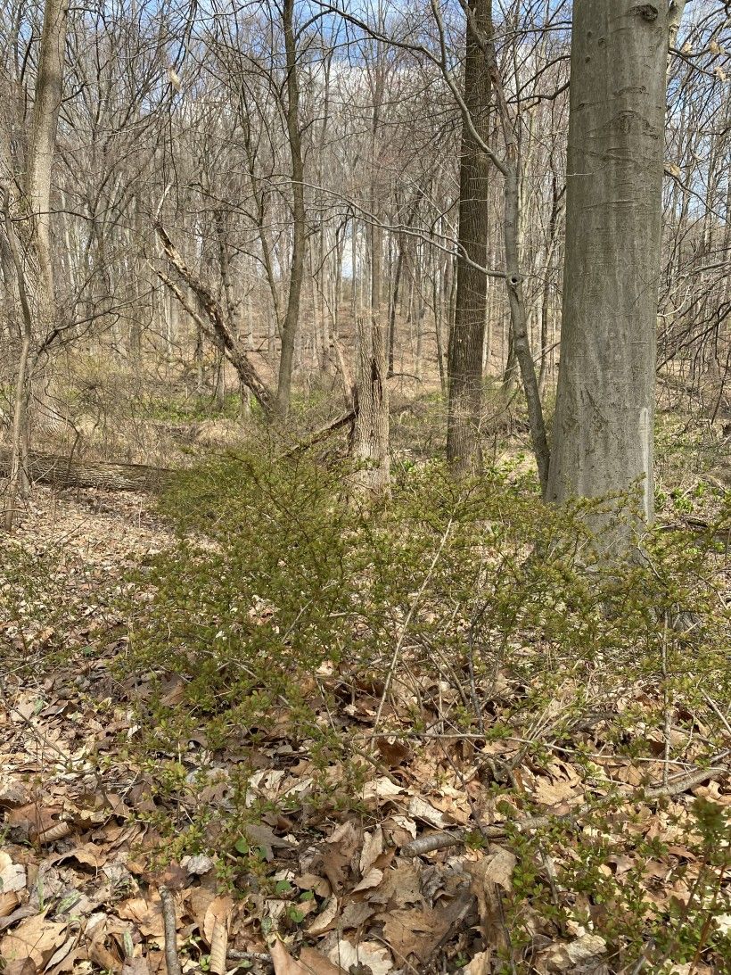 Japanese barberry (Berberis thunbergii). Kristen Frentzel, Brandywine Conservancy.