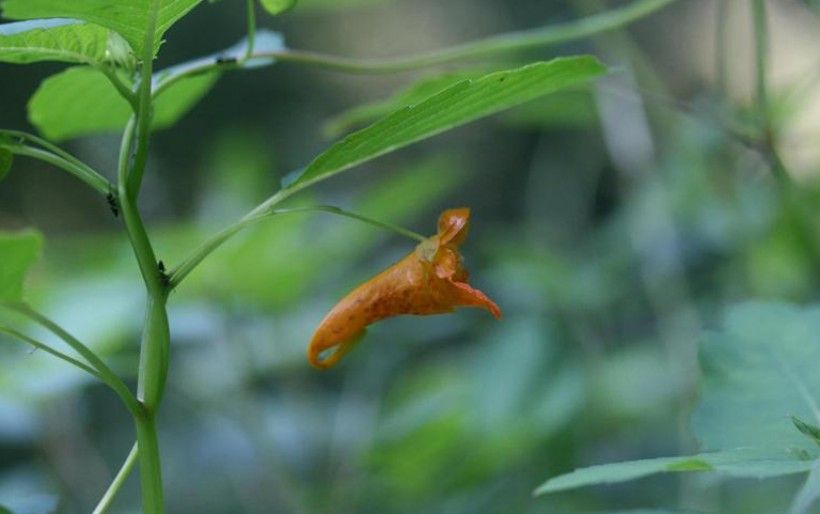 Jewelweed. Photo by Chris Evans, University of Illinois, Bugwood.org