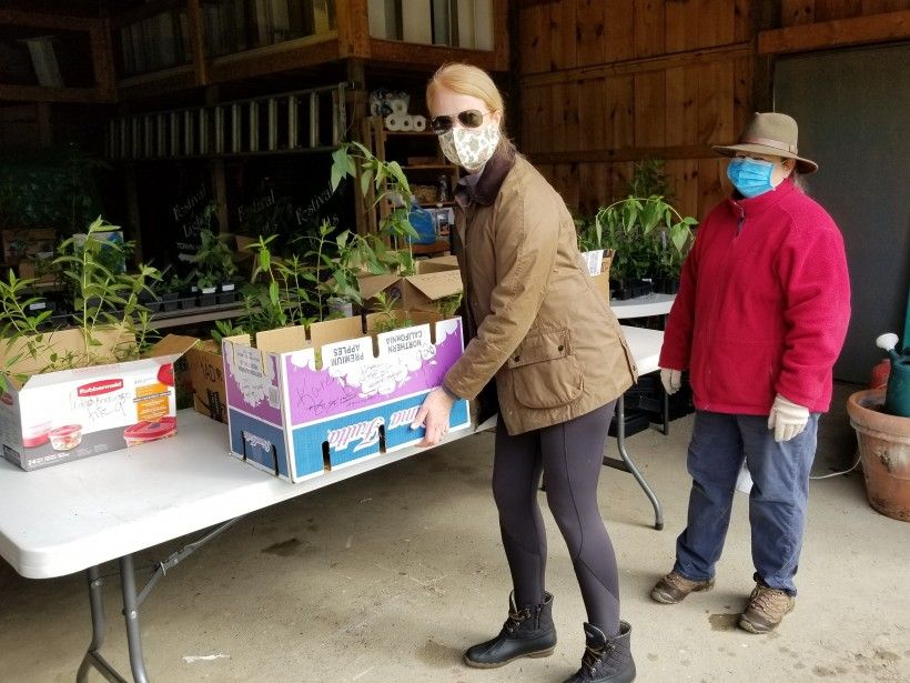 Karen Banks, left, picks up the plants she ordered while Theresa Gay Rohall looks on. Karen Banks, left, picks up the plants she ordered while Theresa Gay Rohall looks on.